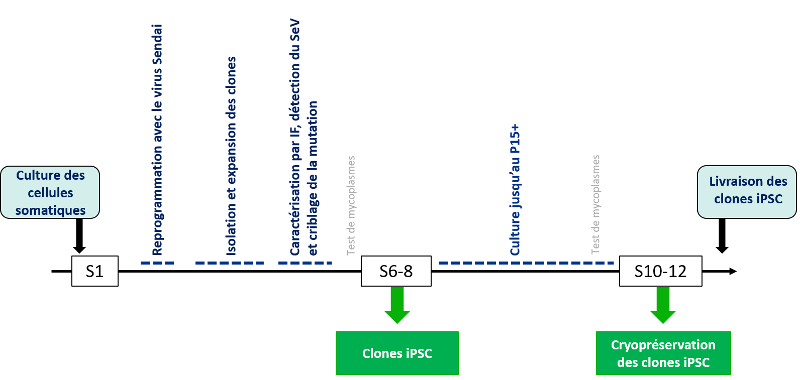 Aperçu Plateforme cellules souches pluripotentes induites iPSC Aperçu Plateforme cellules souches pluripotentes induites iPSC