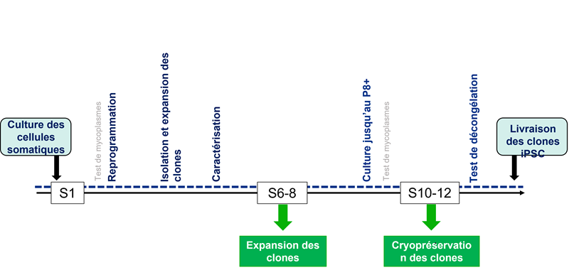 Aperçu - reprogrammation de cellules